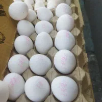 فروش عمده تخم مرغ زرده طلایی