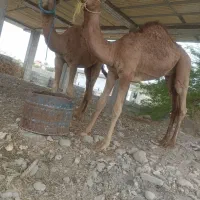 دو نفر کوات 8ماه چاق سروحال