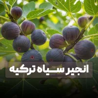 فروش ویژه نهال زرشک پفکی بیدانه عمده خرده|خدمات باغبانی و درختکاری|ساری, |دیوار