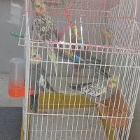پرنده