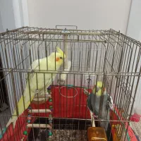 پرنده عروس هلندی جفت همراه قفس