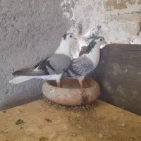 کفتر پرشی
