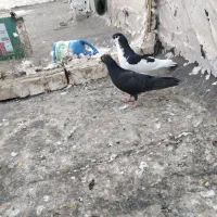 کبوتر شهری یال و جوجه سیاه بهبهونی