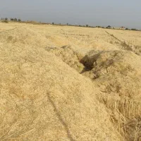 کاه گندم
