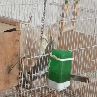 ۳عدد عروس بالغ