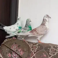 کبوتر تیر گرفت شده
