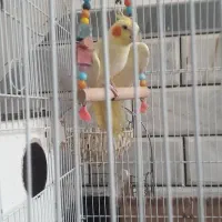 عروس هلندی نر وماده