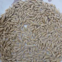 جو رقم سرارود بذری