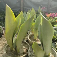 بیش از ده حراجی گل آپارتمانی
