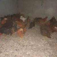 جوجه مرغ سالم سرحال