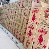تخم مرغ بدون واسطه