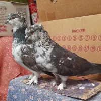 کبوتر‌قاره‌کاکلی‌‌پا‌چکمه نرو‌ماده