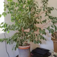 گل های زیبا