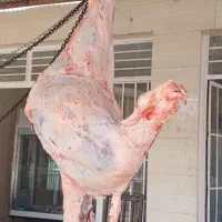 گوشت|خوردنی و آشامیدنی|ایلام, |دیوار