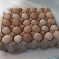 تخم مرغ رسمی