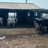 ۹ عدد گاو شیری غیر آبستن