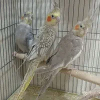 ۴ عدد عروس هلندی