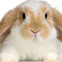 خرگوش باهوش