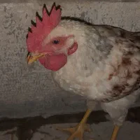 جوجه مرغ محلی بزرگ
