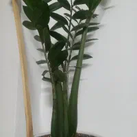 خدمات گل و گیاه در منزل