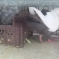 کبوتر دم قهوه ایی ماده
