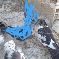 باسلام‌دوطوق‌کبوتر