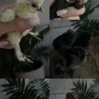 جوجه ابریشمی