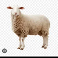 گوسفند نر