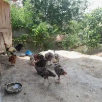 حیوانات خانگی