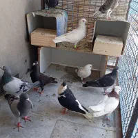 سلام همه پرشی قلدر