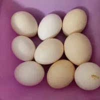 تخم مرغ نطفه دار جیرفتی