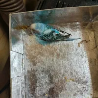 مرغ عشق