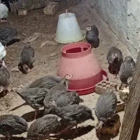 جوجه روسی (شاخدار)