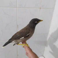 یک عدد جوجه مینا