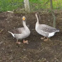 غازنره محلی