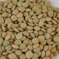 عدس وارداتی درجه ۱