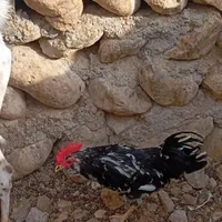فروش چند عدد مرغ وخروس گلین ریشو بدون پر غلط|حیوانات مزرعه|رویدر, |دیوار