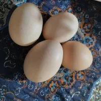 تخم مرغ خانگی