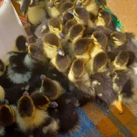 جوجه اردک اسرائیلی ۵روزه