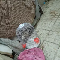 قفس پرنده سالم