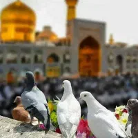 تور مشهد