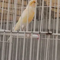 قناری نر مست مست