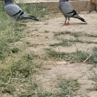 کبوتر مسافتی