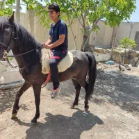 فروش دو راس اسب اصیل کرد نریان ومادیان