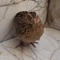 بلدرچین