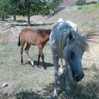 فروش‌اسب‌‌مادیان‌با‌بچه