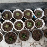 گل کاکتوس
