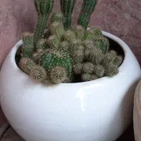 تعدادی گل آپارتمانی