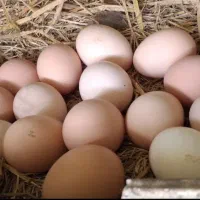 تخم مرغ نطفه دار محلی تازه