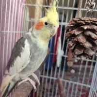 عروس هلندی نر